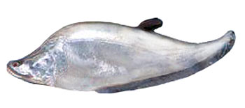 Giant Featherback (Chitala lopis).