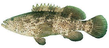 Malabar Grouper (Epinephelus malabaricus).