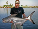 Giant Catfish from Bangkok.