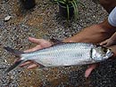 A beautiful Tarpon from Phuket.