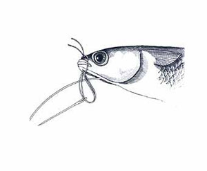 Skip Bait Rigging Step 5