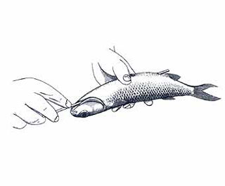 Swim Bait Rigging Step 1