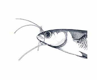 Swim Bait Rigging Step 4