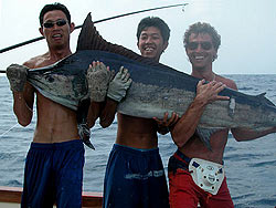 Sort Marlin n�r Similan �erne.